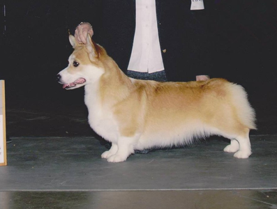 Moosehill Can't Stop Lov'n Ewes