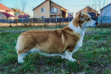Image Broken