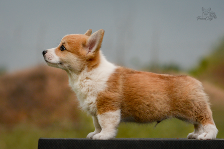 Mystic Maroon of Treowecorgi