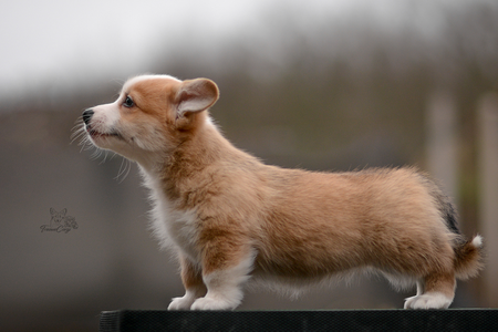 Namib Mirage of Treowecorgi