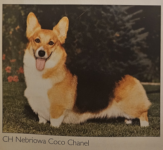 Nebriowa Coco Chanel