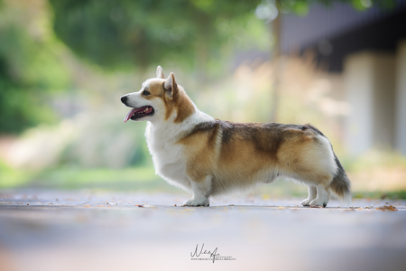 Night Keepish Amphetamin