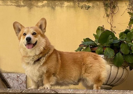 Image Broken