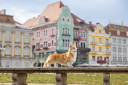 Number six Red Baron vom Massenbachtal (Yoshi)