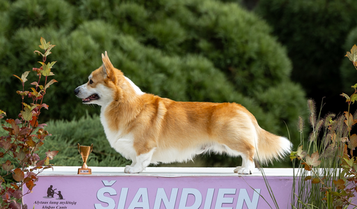 Number six Red Baron vom Massenbachtal (Yoshi)
