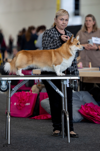 Number three Secret Disguise vom Massenbachtal