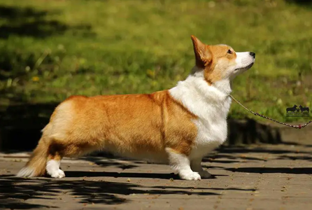Image Broken