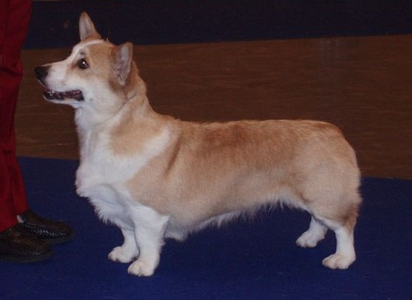 Otreks Northern Star