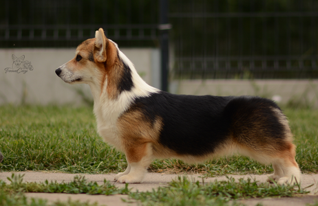 Ourasi of Treowecorgi
