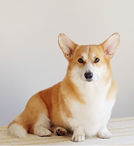 Image Broken