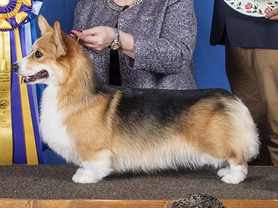 PERI LANE LININCORGI HIGHWAY STAR