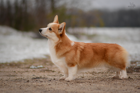 Penny Bun of Treowecorgi (nbt)