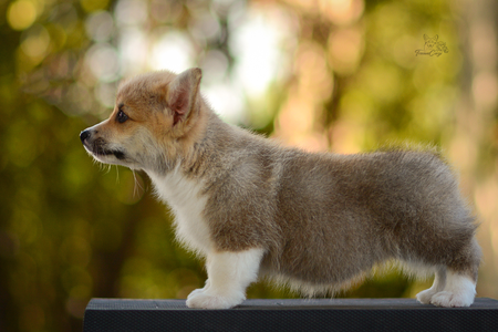 Polarnatt of Treowecorgi