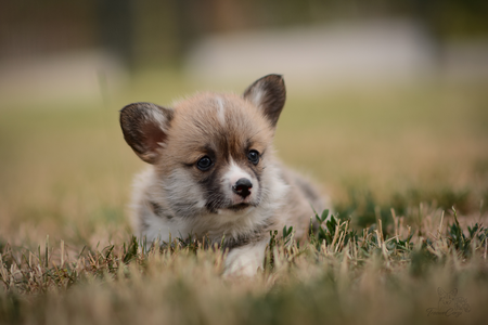Polarnatt of Treowecorgi