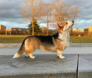Pr Little Royal Rascals Bonnie Belle
