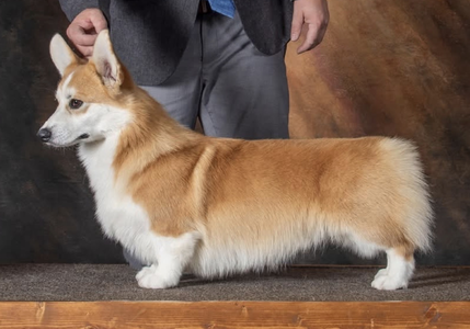 Prairiejoy's I'll Be