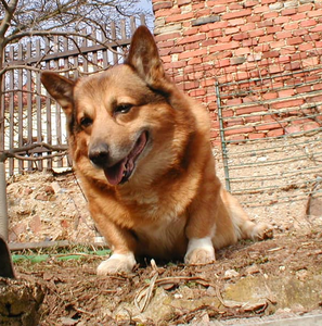 Princ Ze Šefelínky