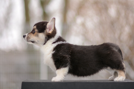 Princess Torvi of Treowecorgi
