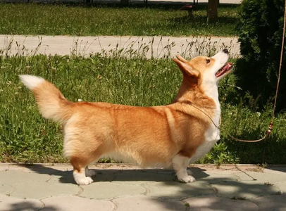Image Broken