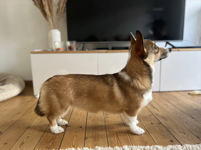 Pure Bred Of The Scottish Heights
