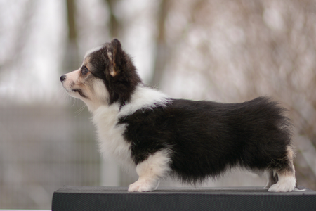 Queen Gunnhild of Treowecorgi