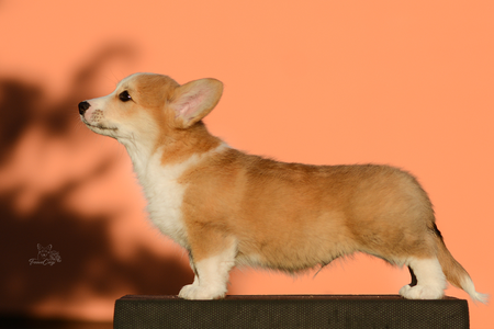 Radical Red of Treowecorgi