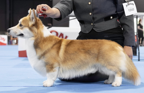 Rammstein From Valhalos Sargas