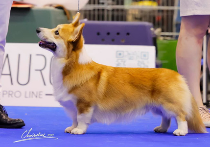 Rammstein From Valhalos Sargas