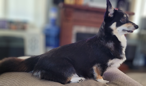 Ravinel The Black Dahlia