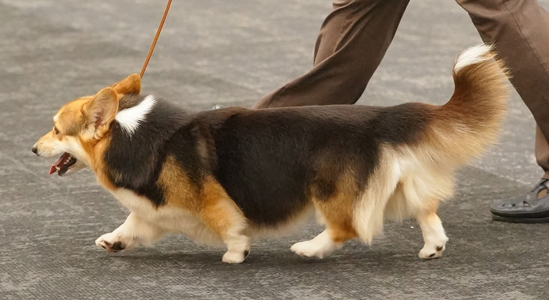 Ravinel The Enchantress