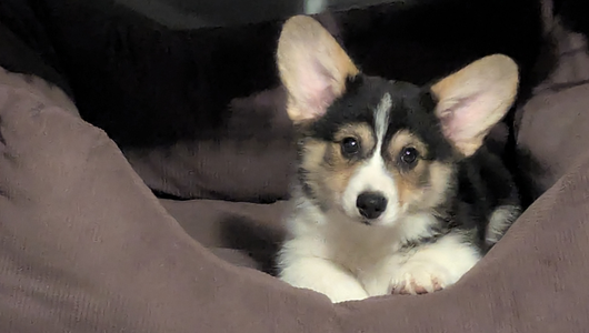 Ravinel The Huntsman vom Hüttenland