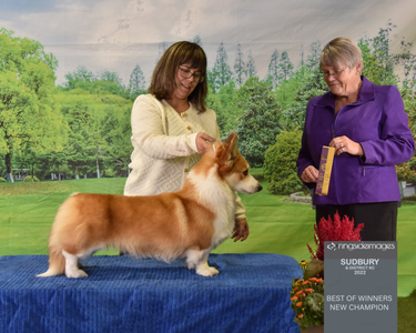 Ravinel The Renaissance