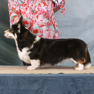 Ravinel spellbound by the moon