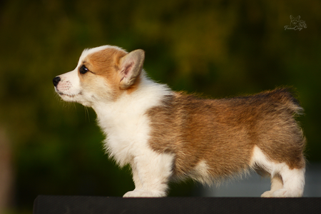Razzle Dazzle of Treowecorgi