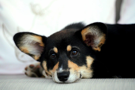 Roquepine of Treowecorgi