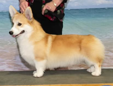 Rosewood Cruise 'N By