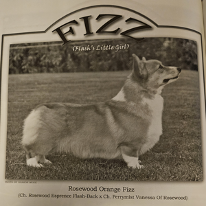 Rosewood Orange Fizz