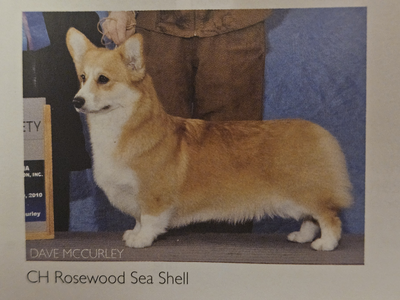 Rosewood Sea Shell