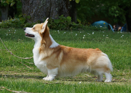 Rus Glamor Dont Stop Me Now