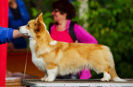 Rus Glamur Nefertity