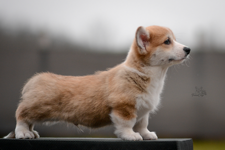 Ruwenzori of Treowecorgi