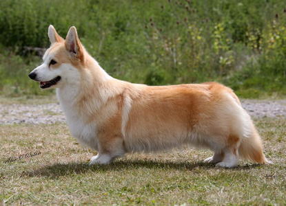 Salvenik Silk Rose For Ellhar