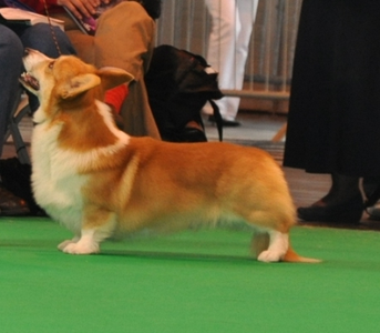 Saphina Pastoral Symphony