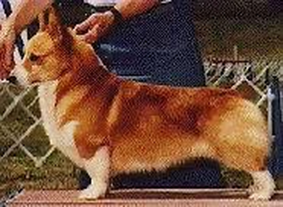 Schaferhaus Yul B Of Quanda