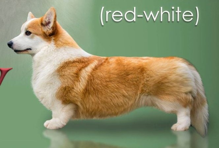 Image Broken
