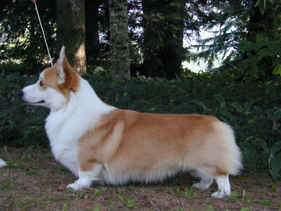 Shelvon Royale Jubilee