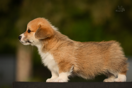 Shiny Shamrock of Treowecorgi