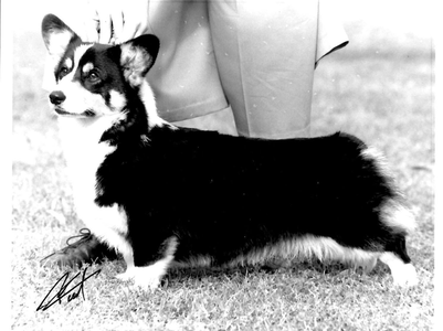 Siancof Black In Style