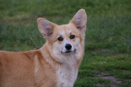 Siggen's JJ Janis Joplin