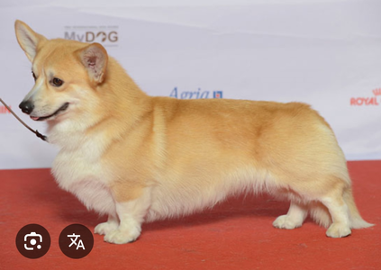 Image Broken